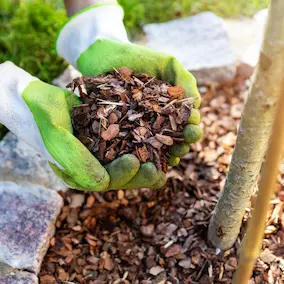 Pineal Guardian- reviews